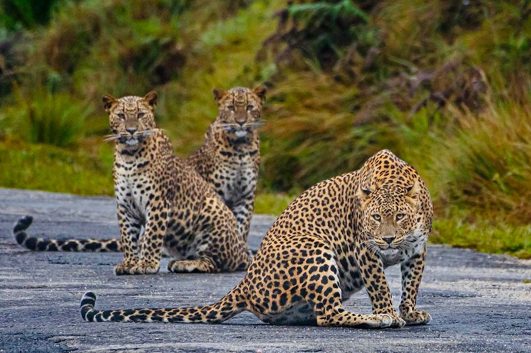 Manipur